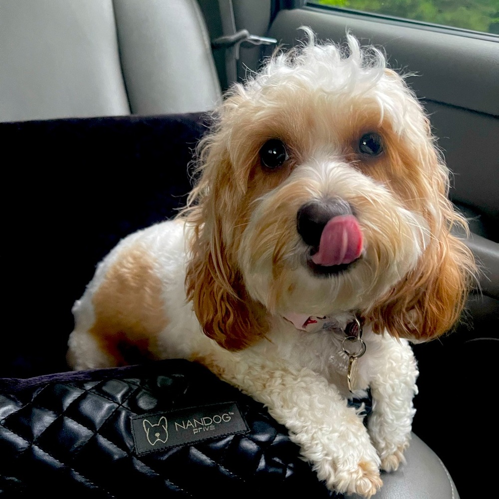 Meet your Posher, Momoko